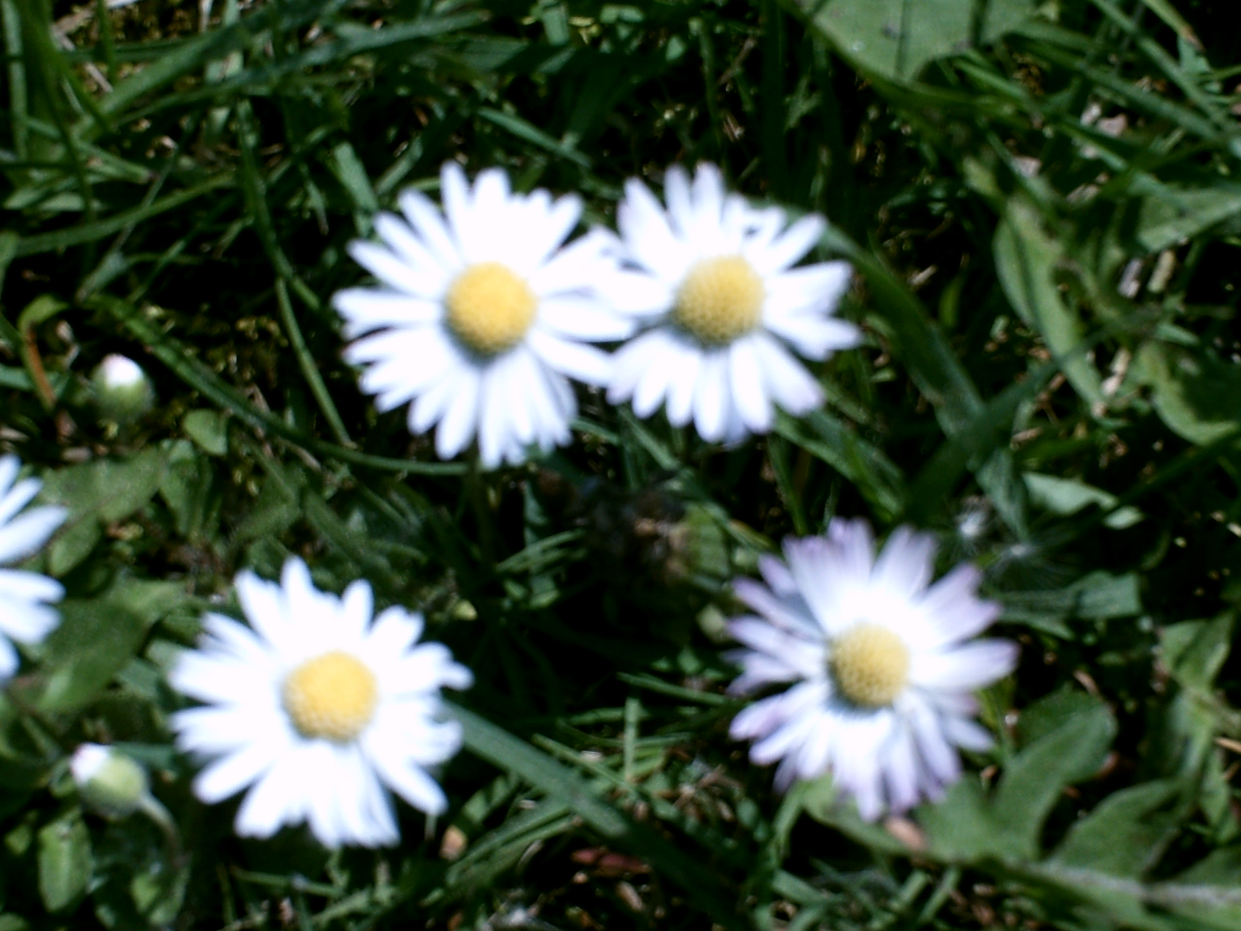 Selbstausloeser
