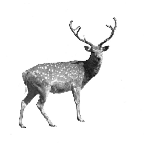 Hirsch